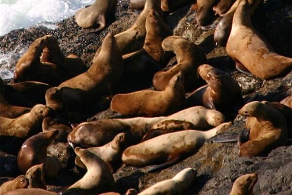 Sea Lions at Sea Lion Caves